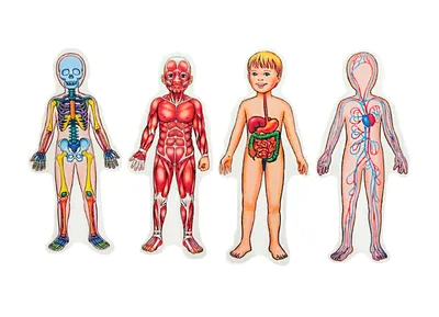 Формы и контуры: Изысканные изображения человеческого тела