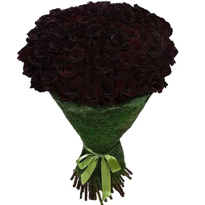 Великолепные темно бордовые розы на ваш выбор (JPG, PNG, WEBP)