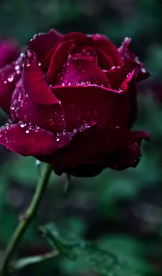 Удивительные картинки темно бордовых роз (JPG, PNG, WEBP)