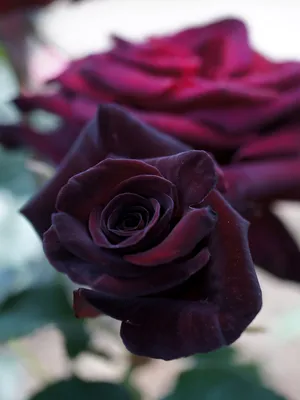 Темно бордовые розы фотографии