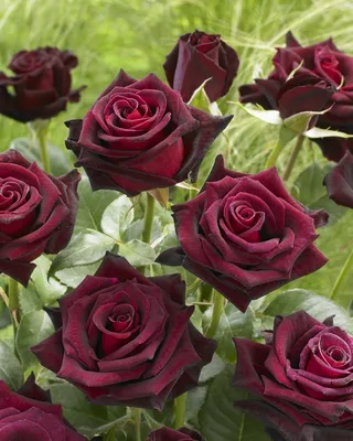 Роскошные темно бордовые розы в разнообразных размерах (JPG, PNG, WEBP)