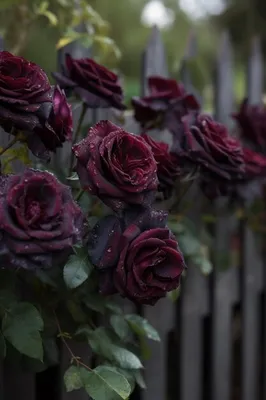 Прекрасные темно бордовые розы на Ваш выбор размера и формата (JPG, PNG, WEBP)