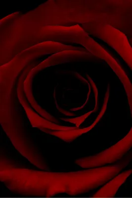 Уникальные темно бордовые розы в высоком разрешении (JPG, PNG, WEBP)