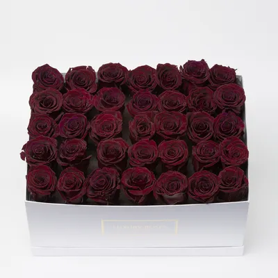 Удивительные темно бордовые розы в различных форматах (JPG, PNG, WEBP)