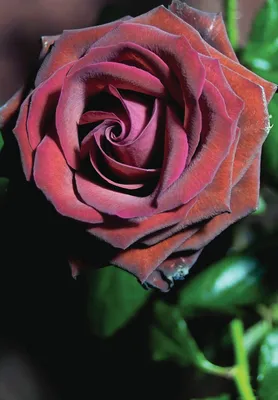 Магнетические темно бордовые розы для скачивания (JPG, PNG, WEBP)