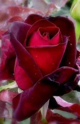 Изысканные изображения темно бордовых роз (JPG, PNG, WEBP)