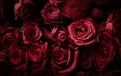 Впечатляющие фото темно бордовых роз (JPG, PNG, WEBP)