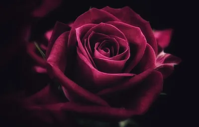 Большие темно бордовые розы в различных размерах (JPG, PNG, WEBP)