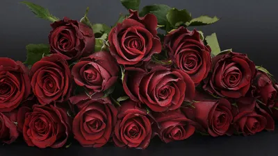 Фото темно бордовых роз в разных вариантах (JPG, PNG, WEBP)