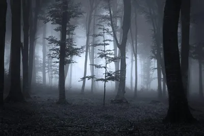 Темный лес  фото