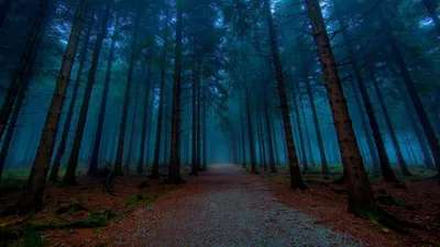 Фотографии темного леса: бесплатно скачать webp файлы.