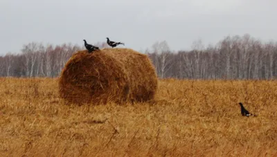 Зимний портрет: Тетерев в различных форматах