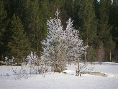 Утренние снимки, чтобы насладиться красотой природы