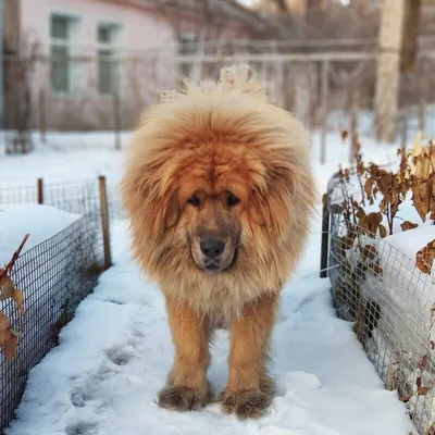 Прекрасные фотографии тибетского льва для скачивания