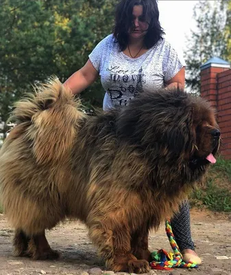 Тибетский лев: загадочный взгляд на фото