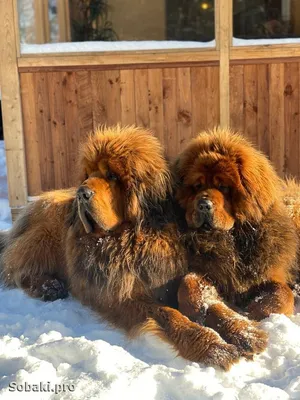 Фото тибетских мастифов: древние стражи в новом свете