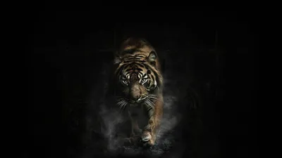 Тигр hd  фото
