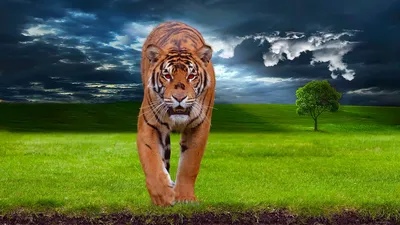 Тигр HD: Фотография тигра с возможностью выбора формата и размера