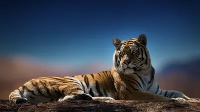 Тигр HD: Картинка тигра для использования в социальных сетях