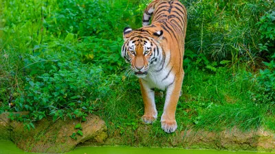 Тигр HD: Красочная фотография тигра с возможностью выбора размера