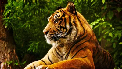 Тигр HD: Уникальная картинка тигра в формате JPG для скачивания