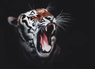 Тигр HD: Фотка тигра для использования в слайдере