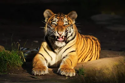 Тигр HD: Изображение тигра в формате PNG