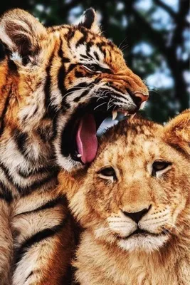 Тигр и львица  фото