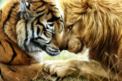 Фото Тигр и львица в зоопарке