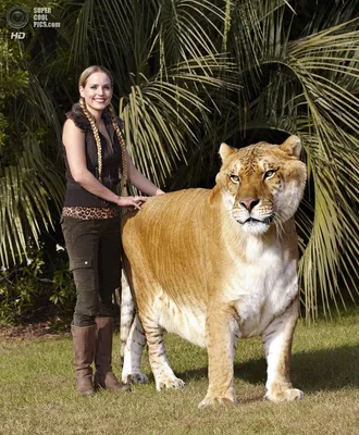 Картинка Тигр и львица в формате jpg