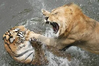 Фото Тигр и львица: красота и мощь в одном кадре