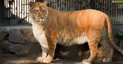 Фото Тигр и львица в зенитном ракурсе