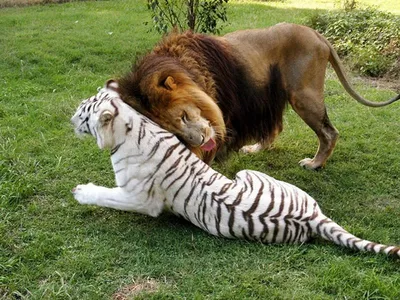 Фото Тигр и львица в парке аттракционов