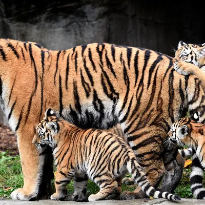 Фотография Тигр и львица: эмоциональная встреча дикой природы