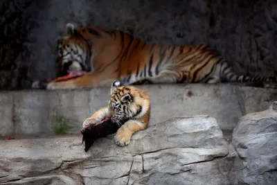 Фото Тигр и львица в живописном стиле