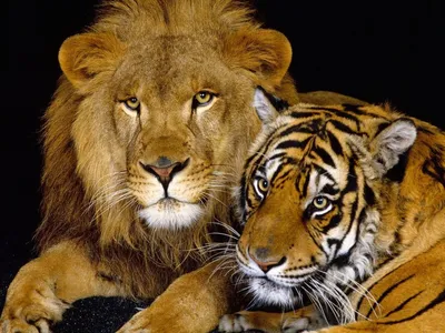 Изображение Тигр и львица в воздушных тонах