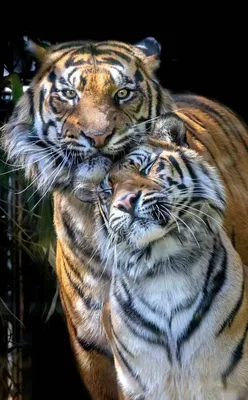 Тигр и тигрица любовь  фото