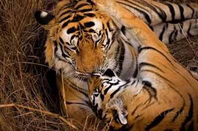 Фоторабота: красота тигриной пары во всей своей славе