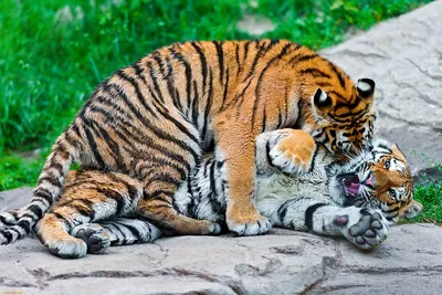 Фото тигров, воплощающих искреннюю любовь