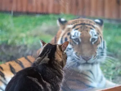 Тигры, обнимающиеся, воплощают единство и гармонию