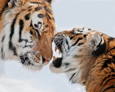 Фото тигровой пары: изящество и яркость рисунка