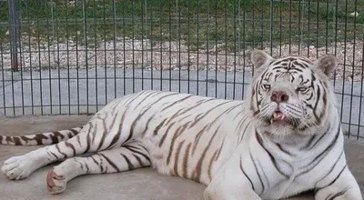 Тигр кенни: невероятное фото тигра