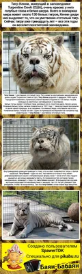 Фотка тигра кенни: красивый зверь на снимке