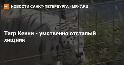 Фото тигра кенни: сказочный зверь на снимке