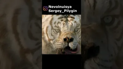 Фотография тигра кенни: скачать изображение в webp