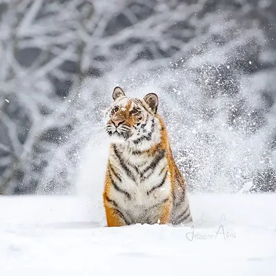 Тигр на снегу  фото