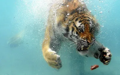 Тигр под водой  фото