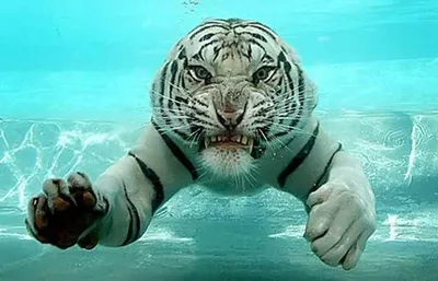 Тигр под водой фотографии