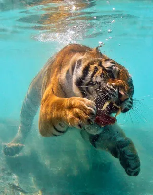 Изящная картинка тигра под водой