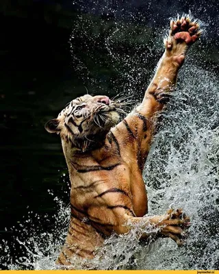 Хищник в своей стихии: тигр под водой